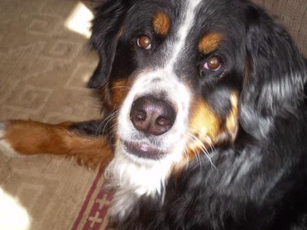 Bobbi. My first Bernese Mountain Dog